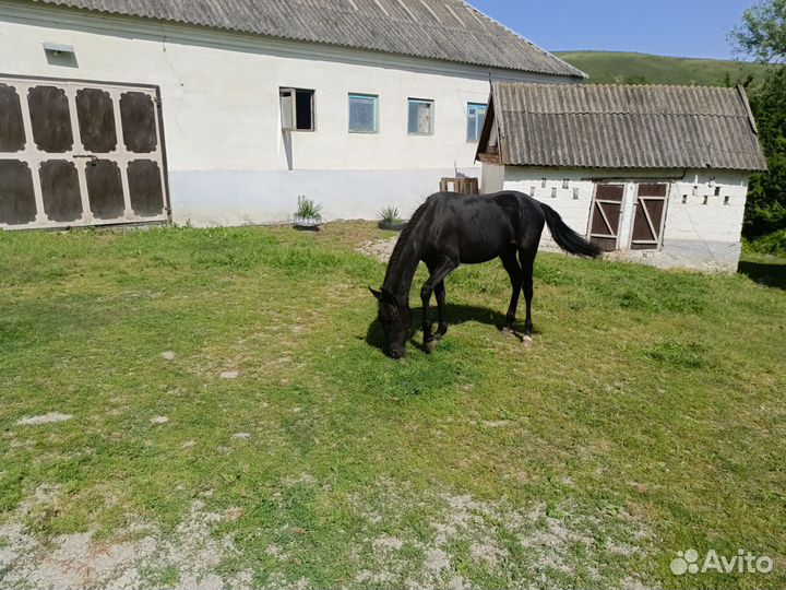 Жеребчик 1 год