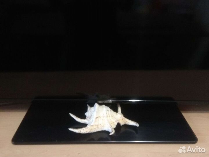 Ракушка Лямбис Чирагра (Lambis shiragra)