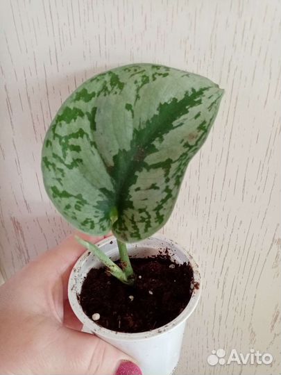 Сциндапсусы, Эпипремнумы сортовые