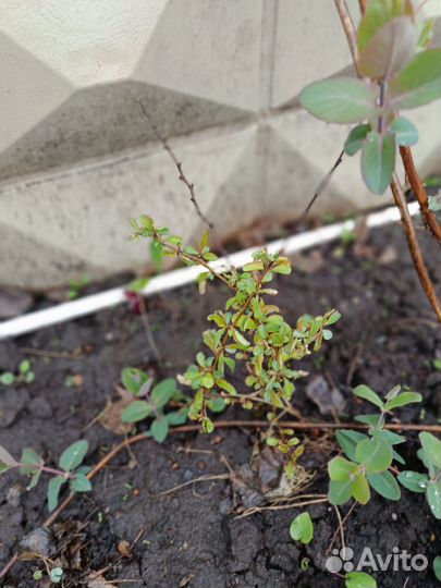 Растения для сада