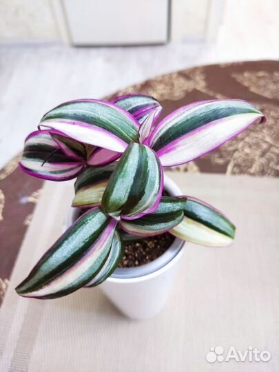 Традесканция квадриколор (Тайская)