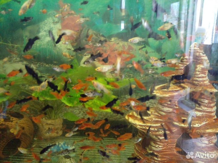 Аквариумные рыбки