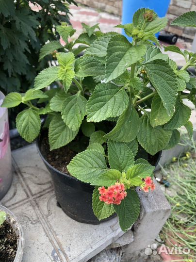 Лантана, плющелистная пеларгония, каланхое, колеус