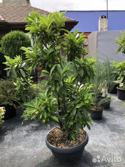 Лавровишня Помп Prunus