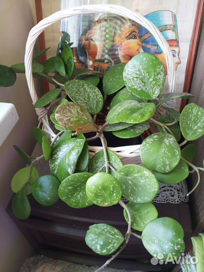 Хойя обовата вариегата сплеш