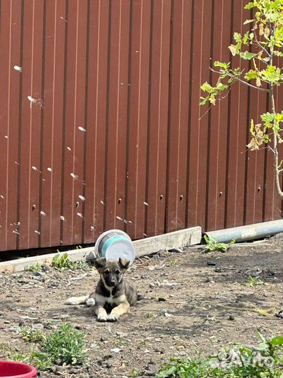 Щенок в добрые руки бесплатно