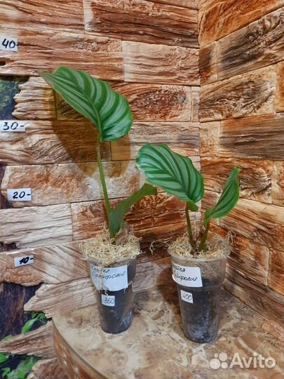 Калатеи в миксе