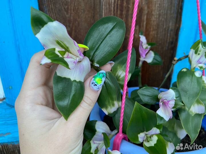 Традесканция 