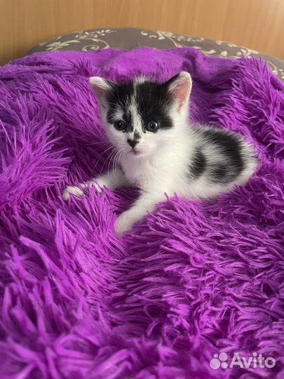 Котята бесплатно