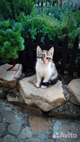 Кошечка 2 месяца