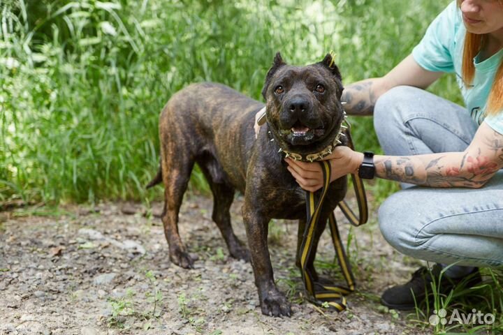 Пёс Непоймиша ищет дом