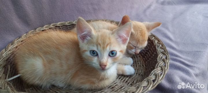 Котятки любящим хозяевам