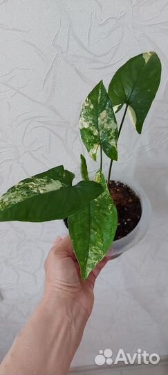 Сингониум imperial еллоу