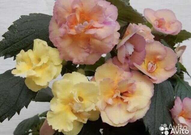 Ахименес Yellow English Rose. каллы Розовые