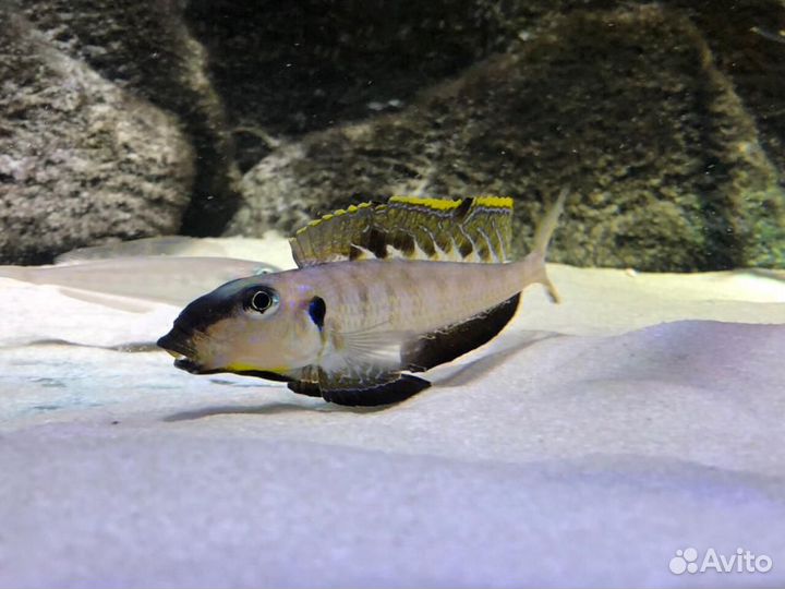 Танганьика