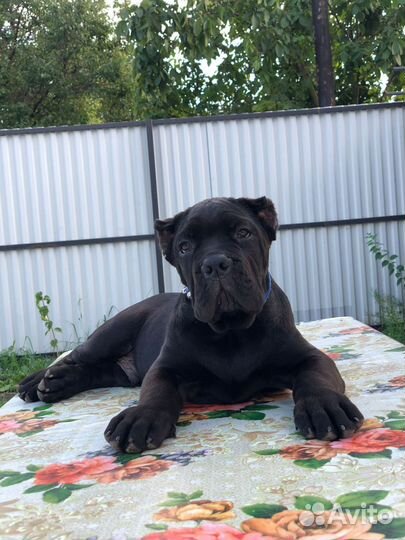 Щенки кане корсо