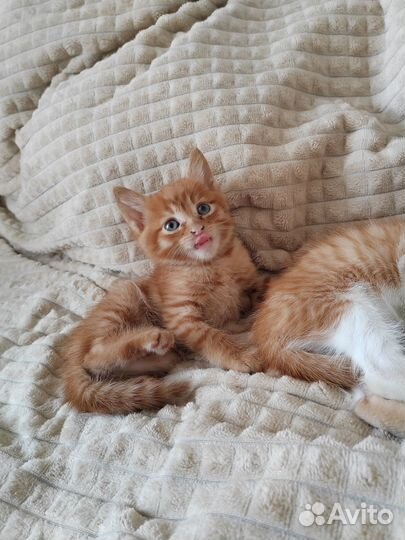 Котята в дар