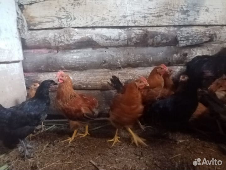 Молодые петушки