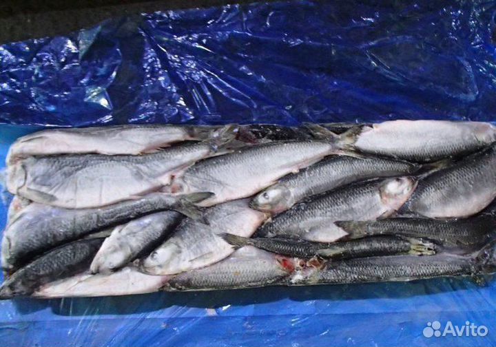 Сельдь Олютерская 400-500 свежемороженая пласт 11к