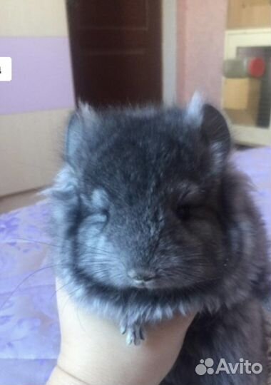 Шиншилла Ангора эбони светлый