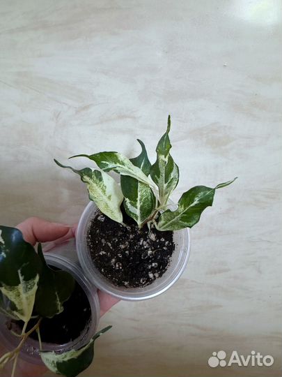 Фикус керли