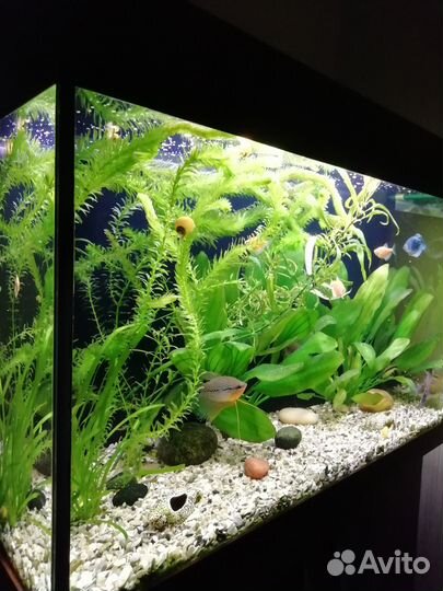 Аквариум 120 литров с тумбой
