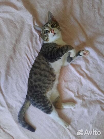 Котёнок в дар