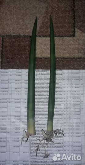 Сансевиерия Цилиндрическая