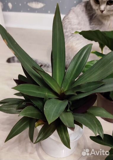 Традесканция разноцветная. Драцена. Брейния