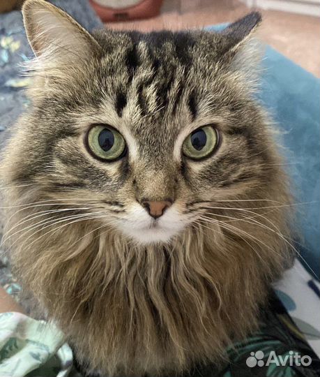 Передержка котиков