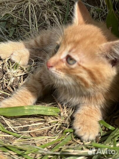 Котята в добрые руки бесплатно