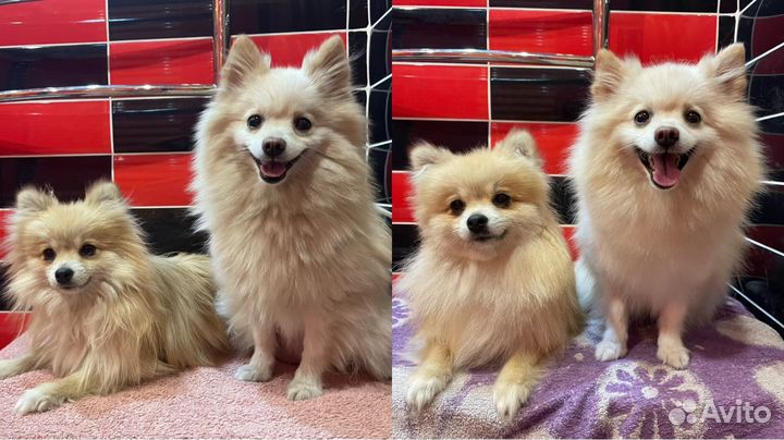 Требуется модель для груминга