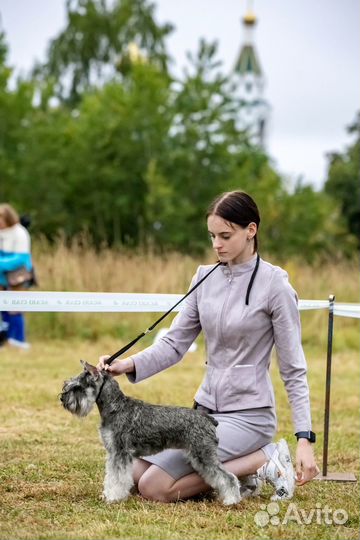 Хендлер/выставка собак/дрессировка