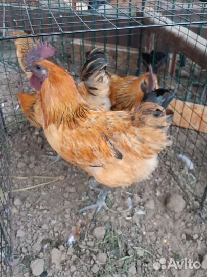 Петухи Лакеданзи