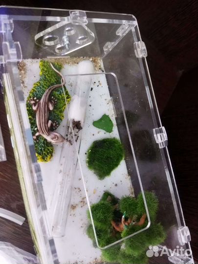 Муравьиная ферма с муравьями