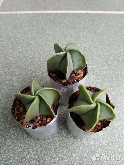 Астрофитумы разные, сеянцы