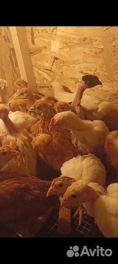 Цыплята микс