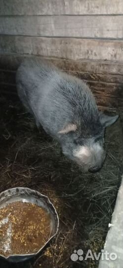 Продам хряка,породы Кармал