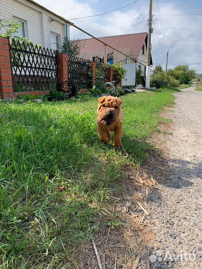 Щенки шарпей