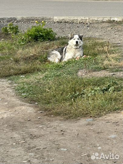 Собака хаски