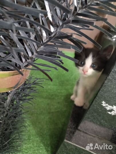 Котята ждут вас