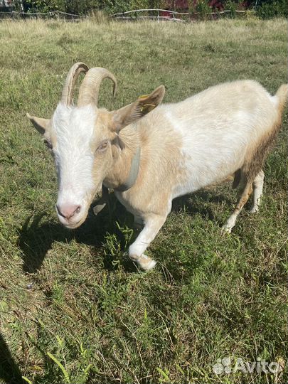 Коза и козлята