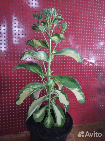 Очиток пестролистный