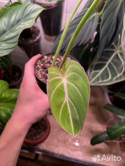 Филодендрон глориозум