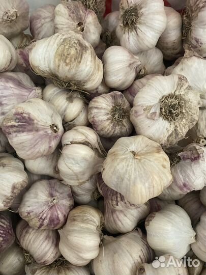 Чеснок домашний (майский)