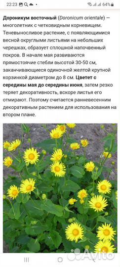 Многолетники для сада