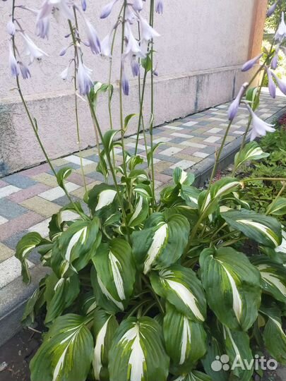 Хоста пестролистная