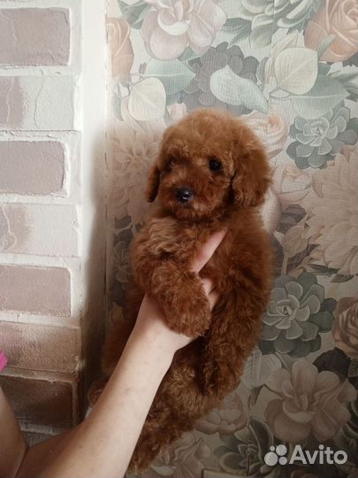 Тойчики девочки