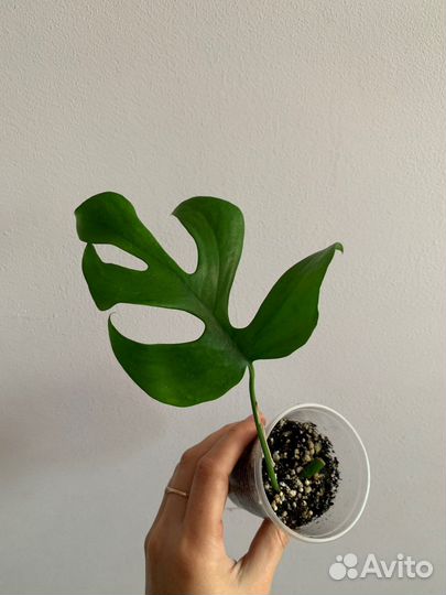 Часть 8. Каллизия, аптения, пеперомия черепашка