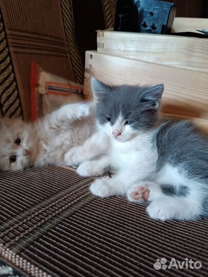 Котенок -пушистый друг